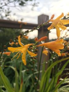 Flower with water drops