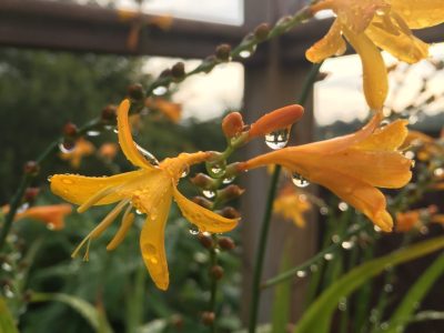Flower with water drops