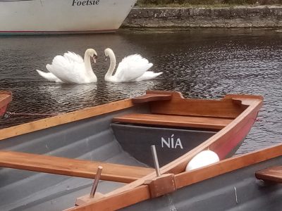 Swans on by Lough Key Boats